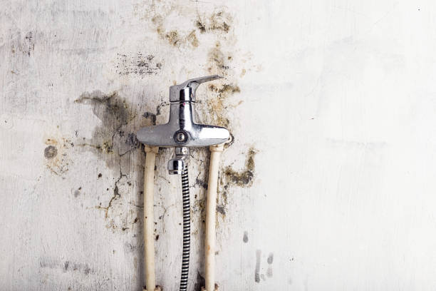 Best Best Mold Removal Companies  in Heritage Lake, IN