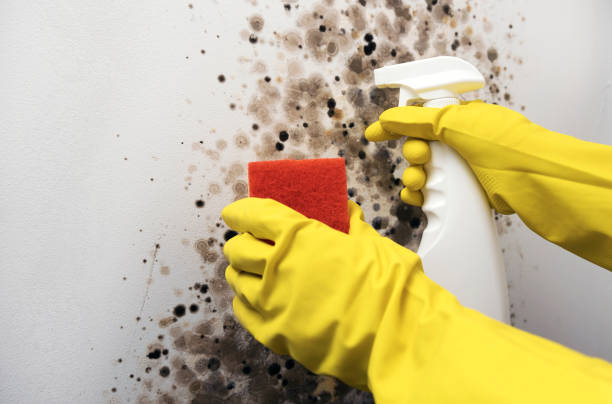 Best Black Mold Removal  in Heritage Lake, IN