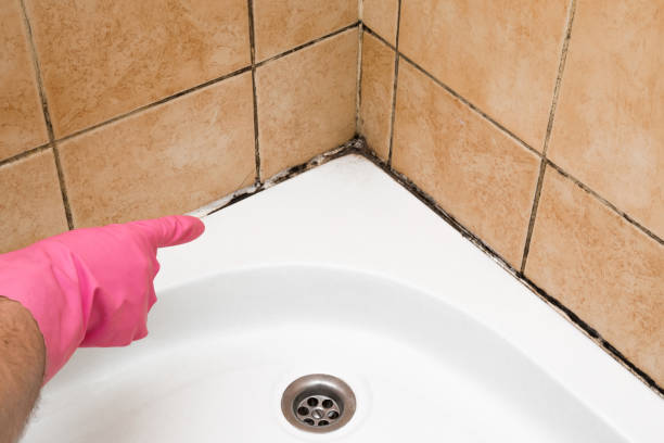 Best Certified Mold Removal  in Heritage Lake, IN